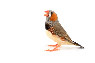 Zebra finch kuş