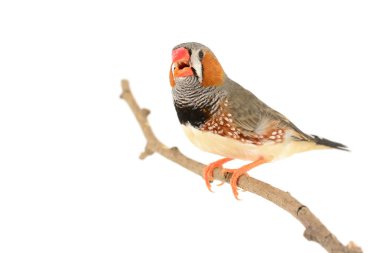 Zebra finch kuş