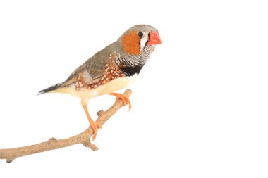 Zebra finch kuş