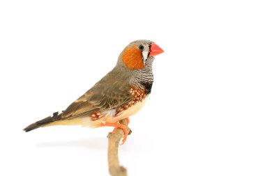 Zebra finch kuş