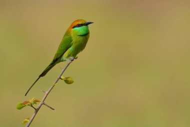 Yeşil arı kuşugiller kuş