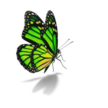 yeşil ve sarı kelebek monarch