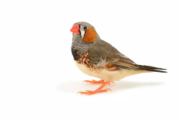 Zebra Fink fågelZebra finch πουλί — Stockfoto