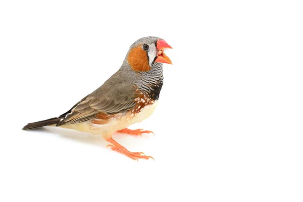 Zebra Fink fågelZebra finch πουλί — Stockfoto