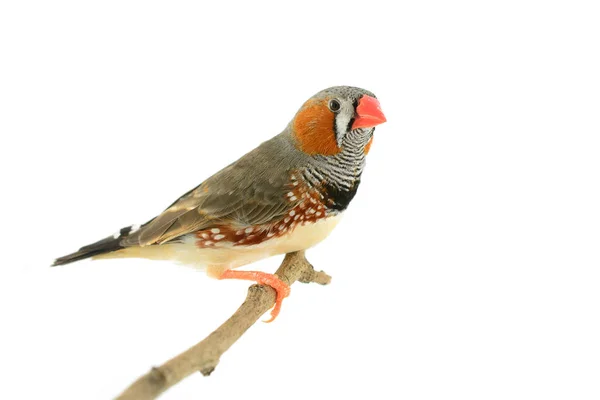 Zebra finch ptak — Zdjęcie stockowe