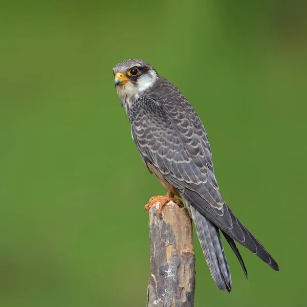 Amur Falcon ave — Foto de Stock