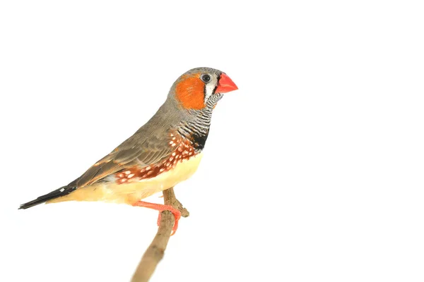 Zebra Finch uccello — Foto Stock