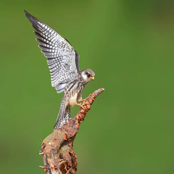 Amur falkenvogel — Stockfoto