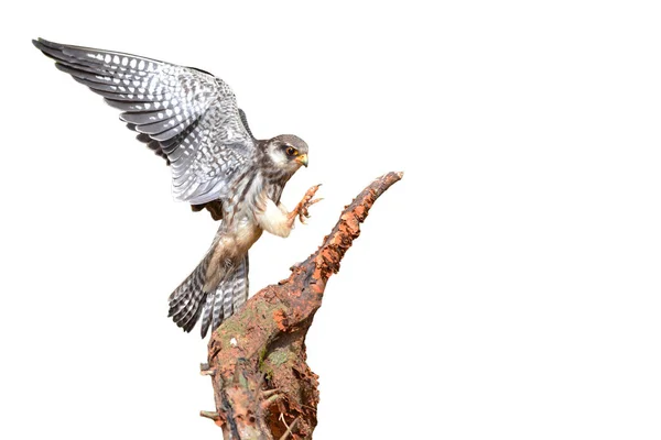 Amur falkenvogel — Stockfoto