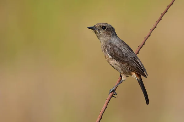 ムナジロ bushchat 鳥 — ストック写真
