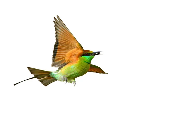 Zöld gyurgyalag madár — Stock Fotó