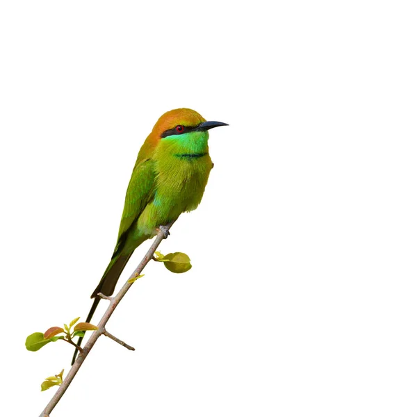 Zelené bee-eater pták — Stock fotografie