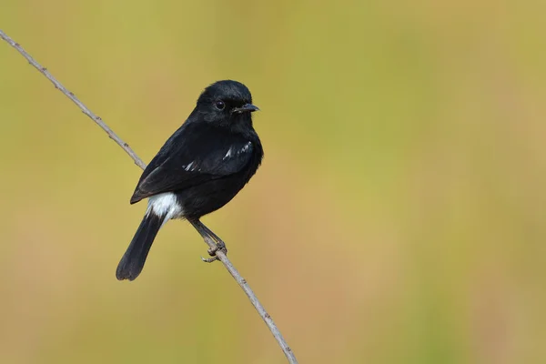 Pied bushchat πουλί — Φωτογραφία Αρχείου