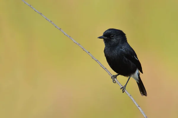 Pták bushchat — Stock fotografie