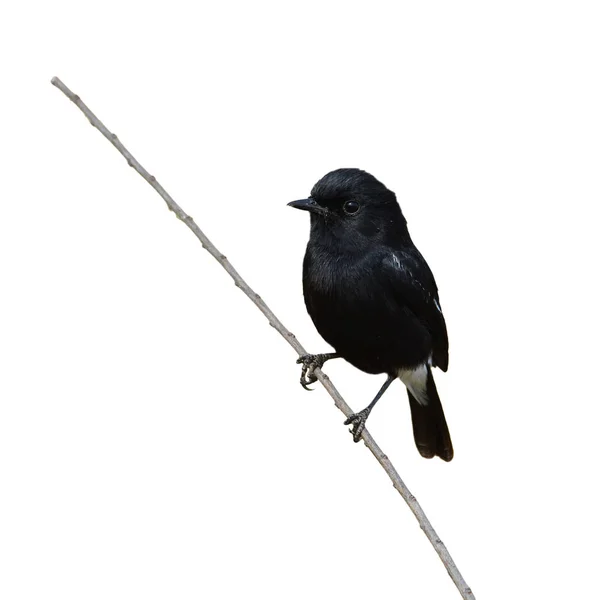 Svartvit bushchat fågel — Stockfoto