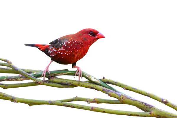 Aves Avadavat vermelhas — Fotografia de Stock