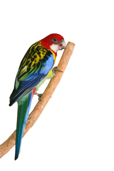 Rosella orientale uccello pappagallo — Foto Stock