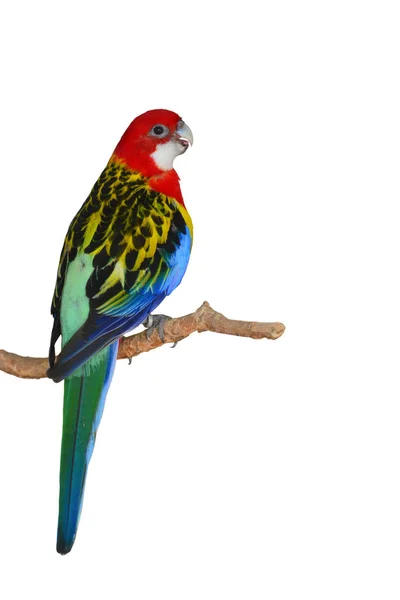 Gewone Rosella Parrot vogel — Stockfoto