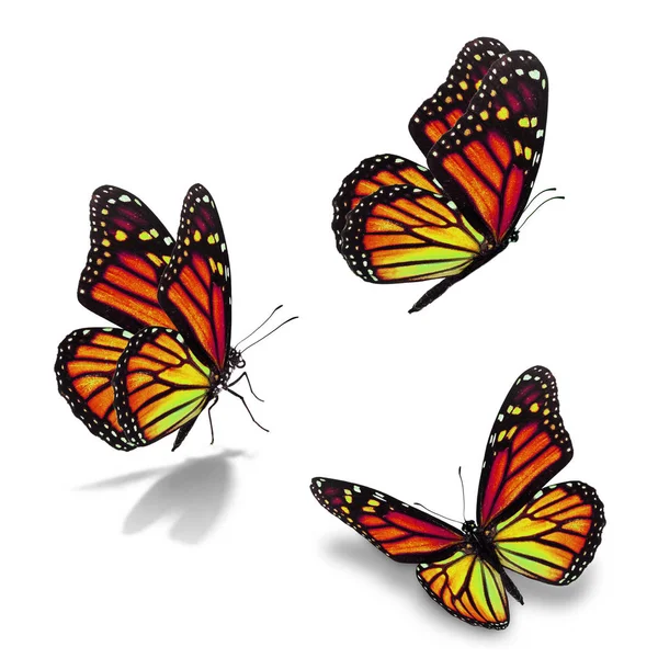 Tre farfalle monarca — Foto Stock