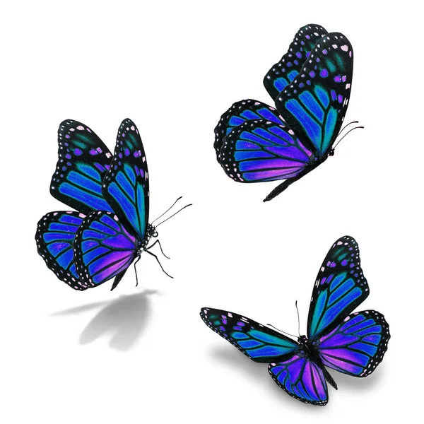 Három uralkodó pillangó — Stock Fotó
