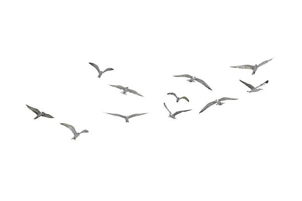 Aves gaivotas voadoras — Fotografia de Stock