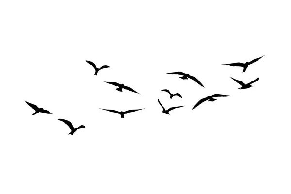 Flying seagull birds — Stock Photo, Image