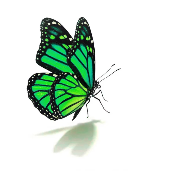 Green monarch butterfly — Stock Photo, Image