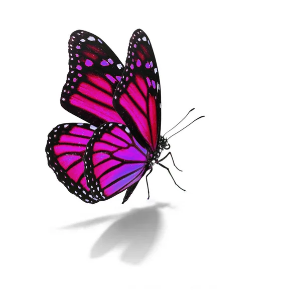 Розовая бабочка-монарх — стоковое фото