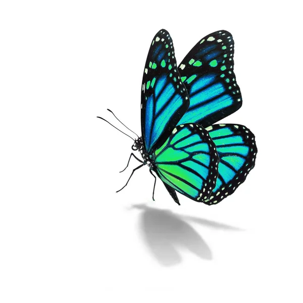 Синій Метелик монарх — стокове фото