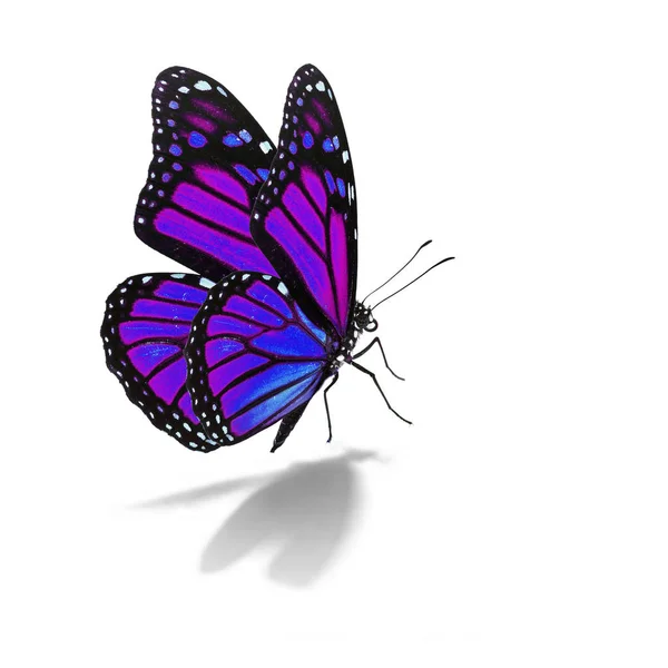 Purple and blue monarch butterfly — Stock Photo, Image