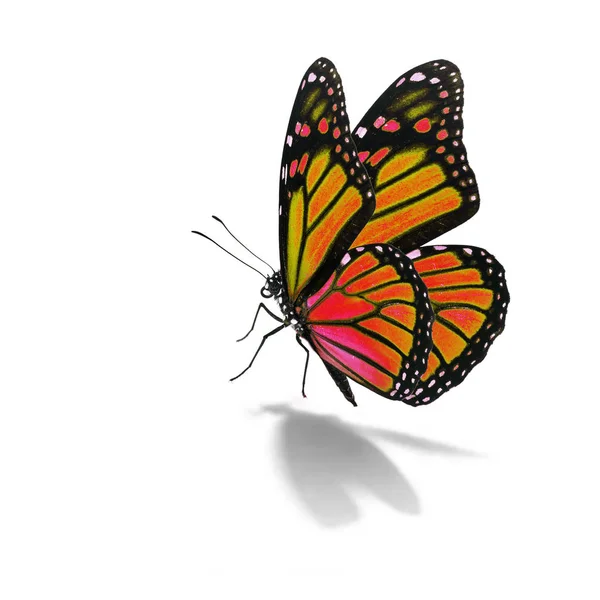 Orange monarch butterfly — Stock Photo, Image