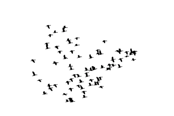 Rebanho de aves voadoras — Fotografia de Stock