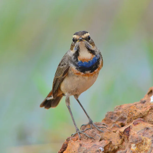 Pássaro Bluethroat bonito — Fotografia de Stock