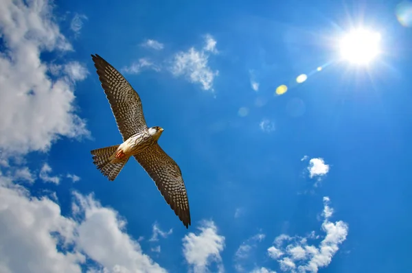 アカアシチョウゲンボウ鳥 — ストック写真