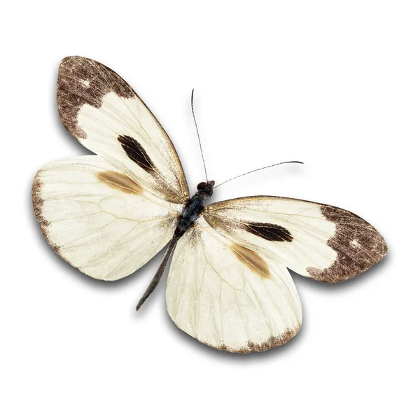 Krásný bílý motýl — Stock fotografie