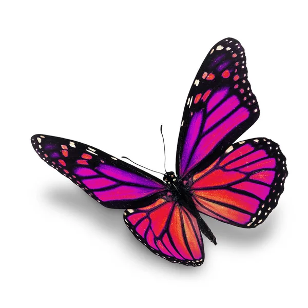 Pink monarch butterfly — Stock Photo, Image