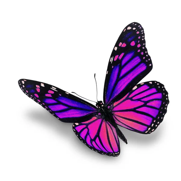 Μοβ πεταλούδα μονάρχης — Φωτογραφία Αρχείου