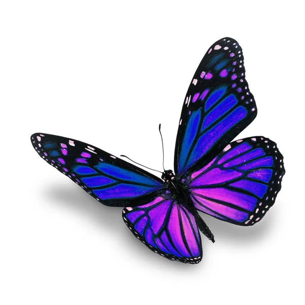 Papillon monarque bleu — Photo