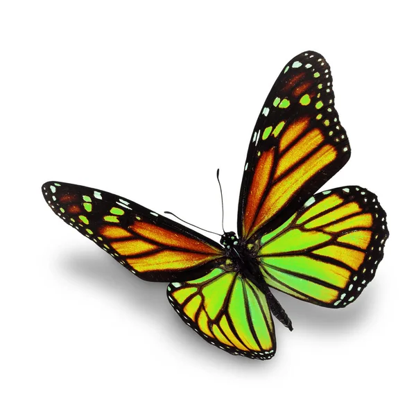 Mariposa monarca amarillo — Foto de Stock