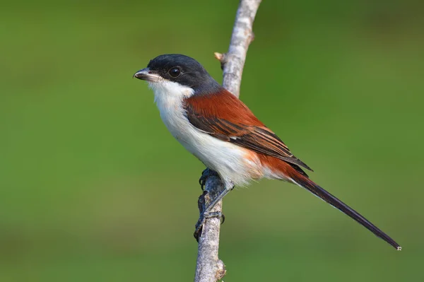 Uccello stridulo birmano — Foto Stock