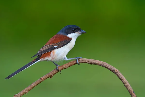 Uccello stridulo birmano — Foto Stock