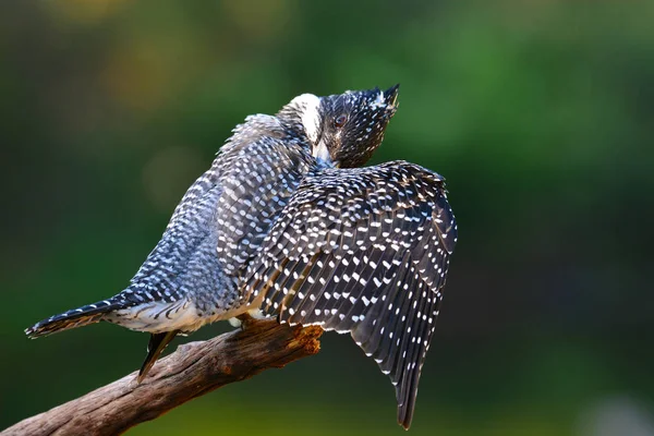 Szalagos halkapó madár — Stock Fotó