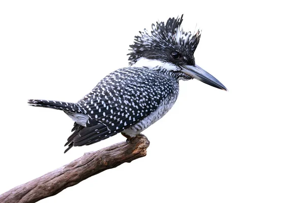 Tepeli Kingfisher kuş — Stok fotoğraf