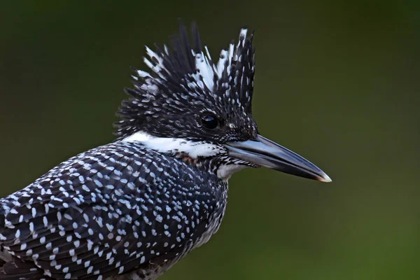 Pássaro Kingfisher Crested — Fotografia de Stock