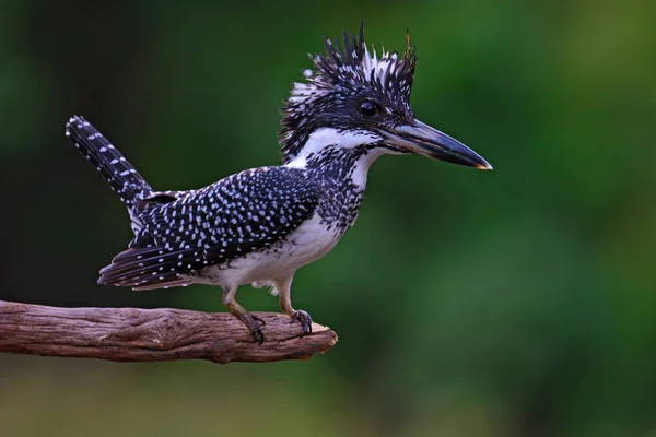 Crested Kingfisher ptak — Zdjęcie stockowe