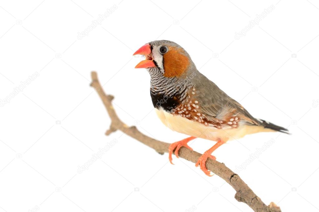 Zebra Finch bird