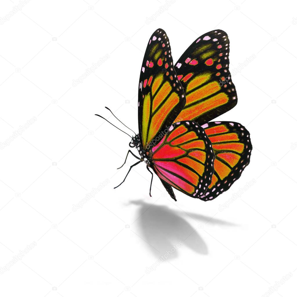 orange monarch butterfly