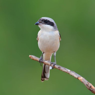 koyu sırtlı örümcek kuşu