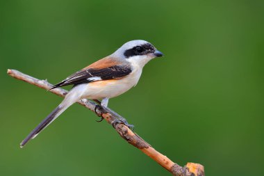 koyu sırtlı örümcek kuşu