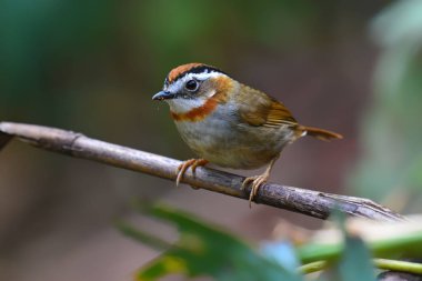 Kızıl gerdanlı Fulvetta kuş